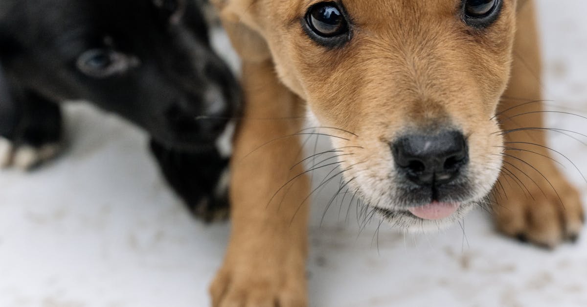 Why do dogs have black toenails