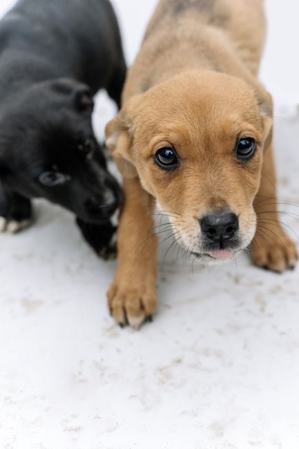Top 10 Small Hypoallergenic Dogs 101 Top 10 Small Hypoallergenic Dogs 101