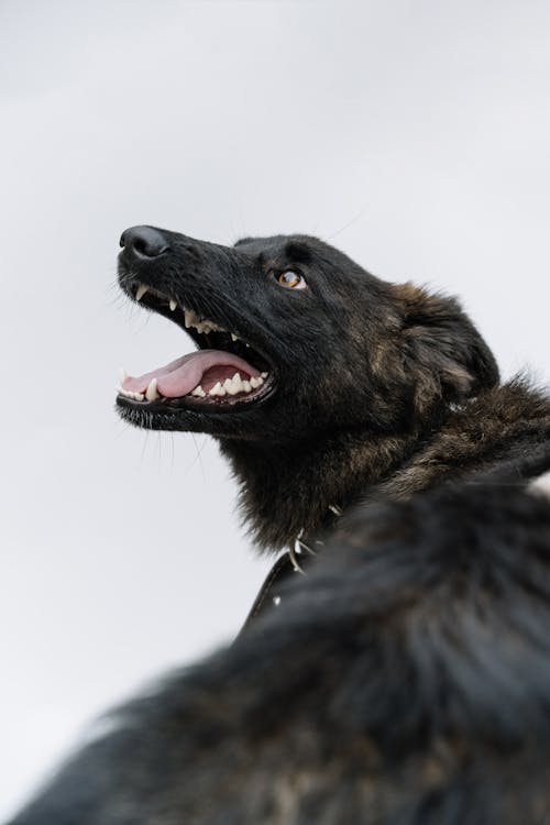 Free Black and Brown Dutch Shepherd Dog Stock Photo