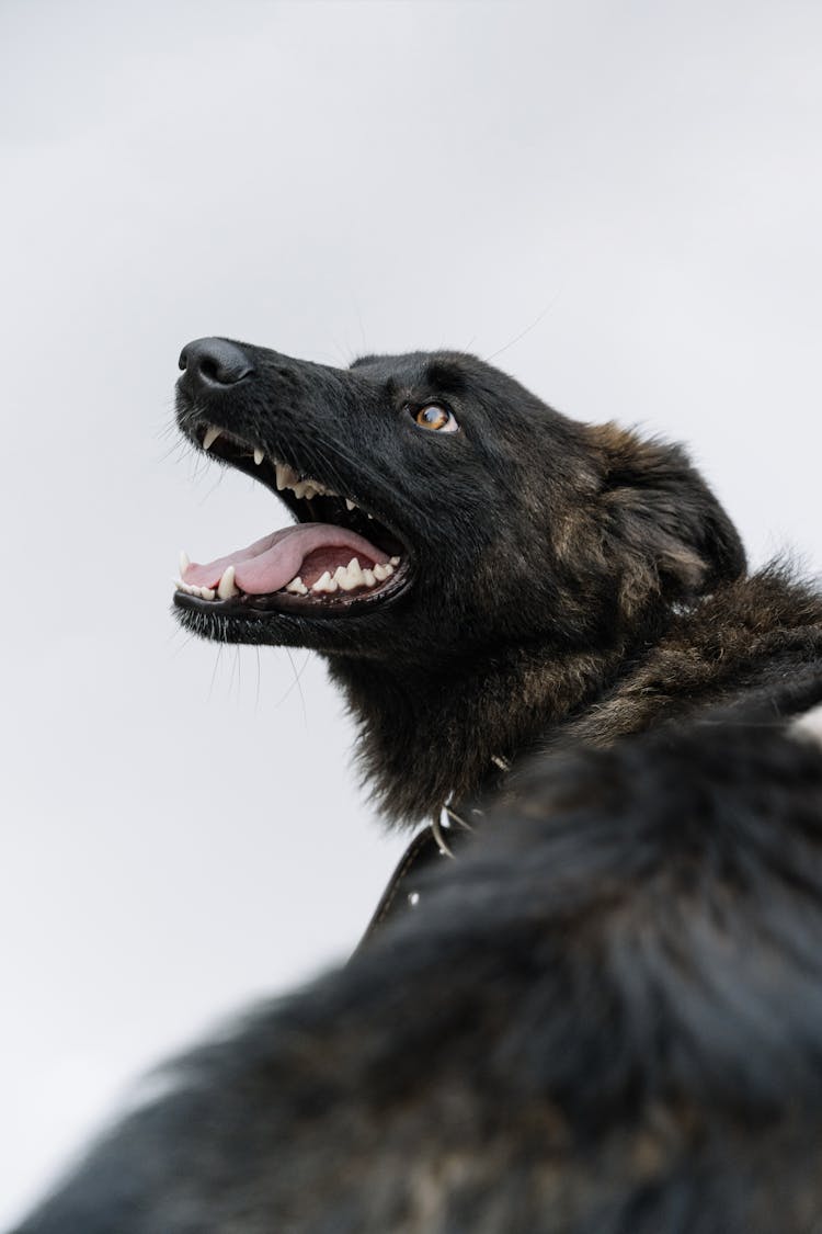 Black And Brown Dutch Shepherd Dog