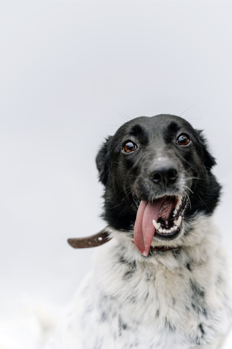 A Black And White Dog With A Collar