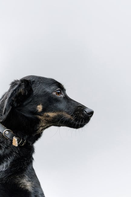 Close-up side view of a black dog wearing a collar against a white background. Perfect for pet photography.