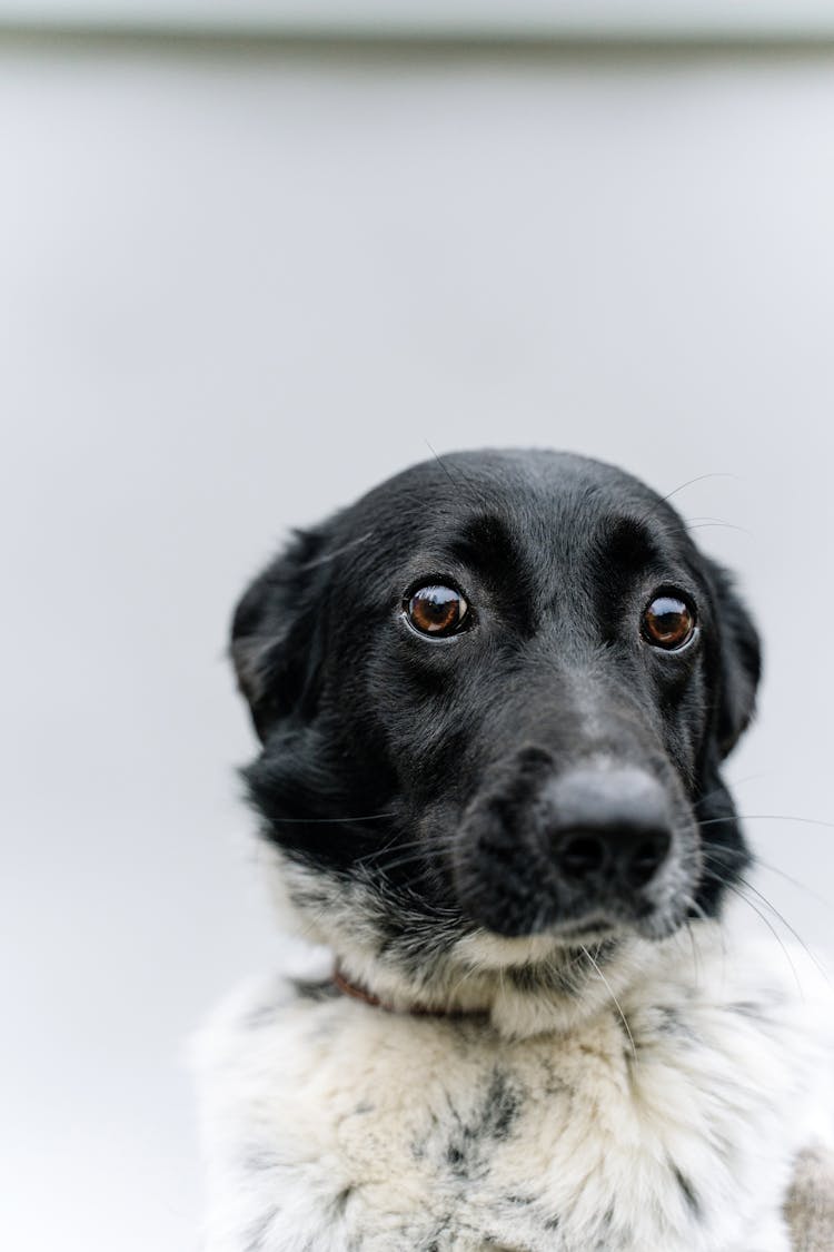 Cute Stabyhoun Dog With Sad Eyes