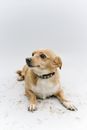 Close-Up Shot of a Cute Dog
