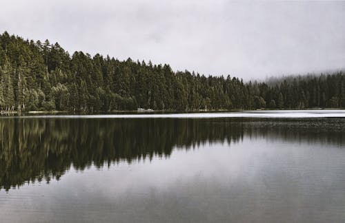 Calm Body of Water Beside Forest