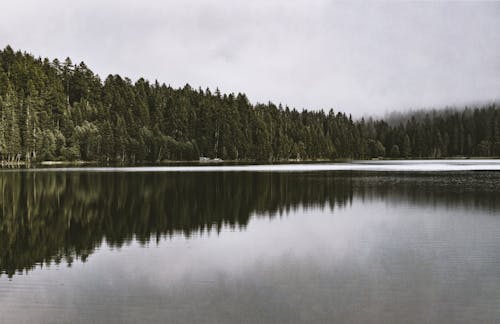 森のそばの穏やかな水域