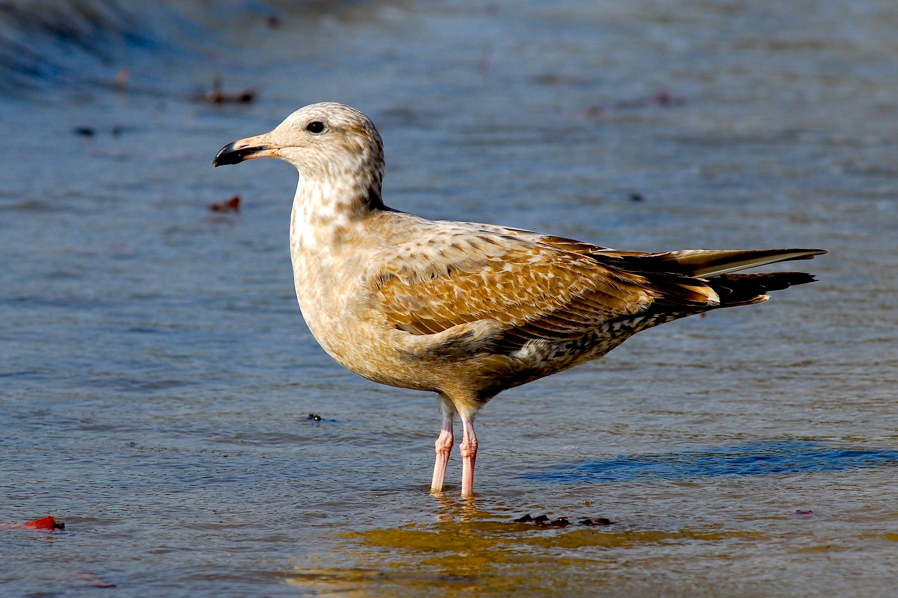 White and Gray Bird on Beach Sand · Free Stock Photo