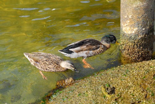 Бесплатное стоковое фото с patuxent river, вода, утки