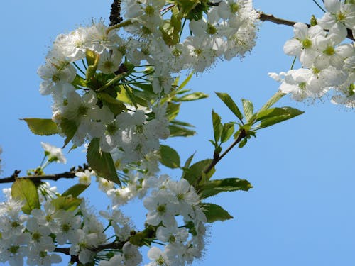 Close-up of Cherry Blossom against Clear Sky 
