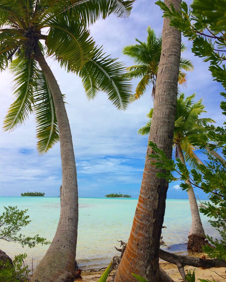 Coconut Trees On The Beach