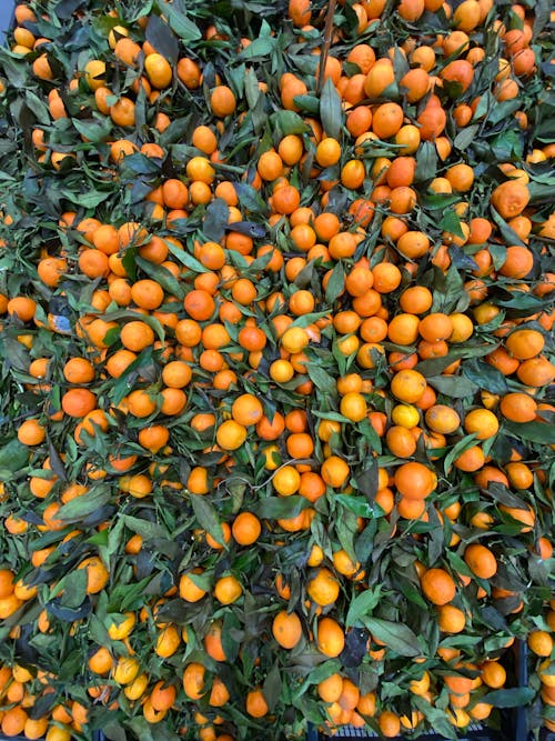 Free Harvested Orange Fruits with Leaves Stock Photo