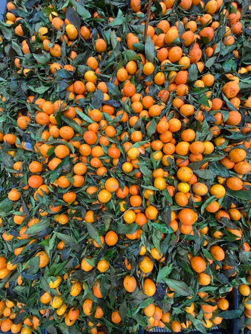 Harvested Orange Fruits with Leaves