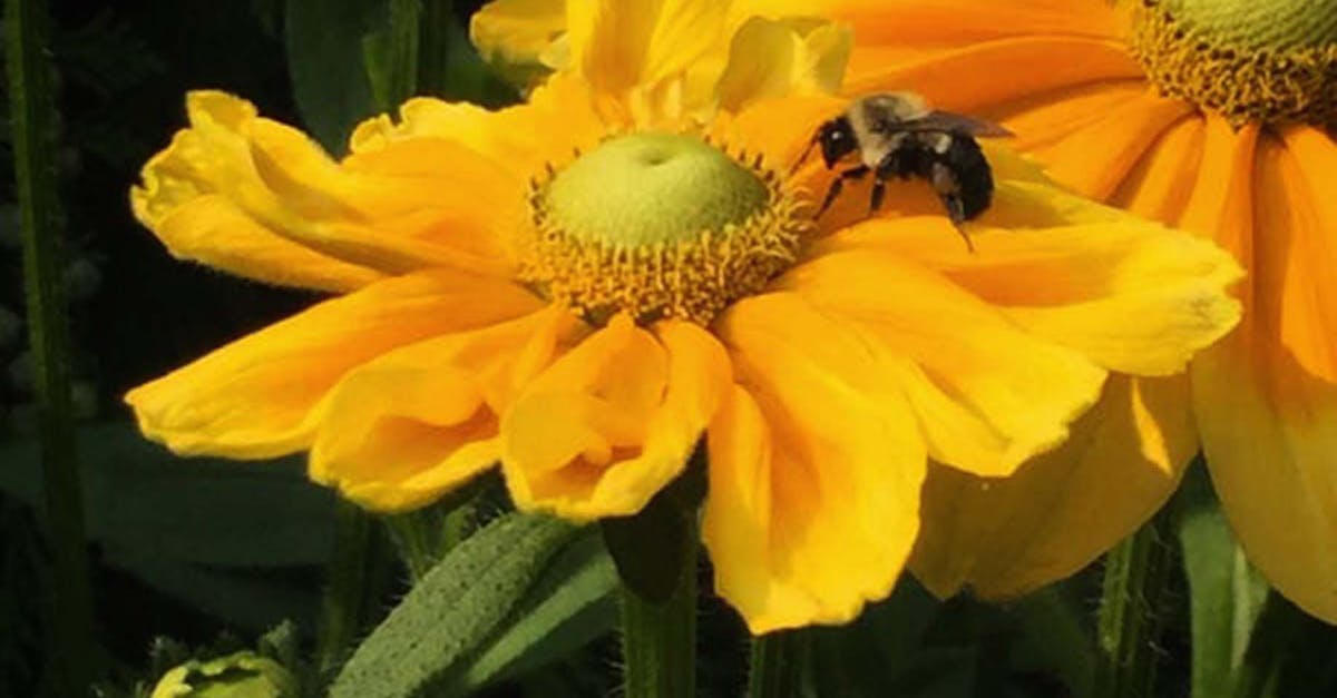 Free stock photo of beautiful flowers, bee, flower