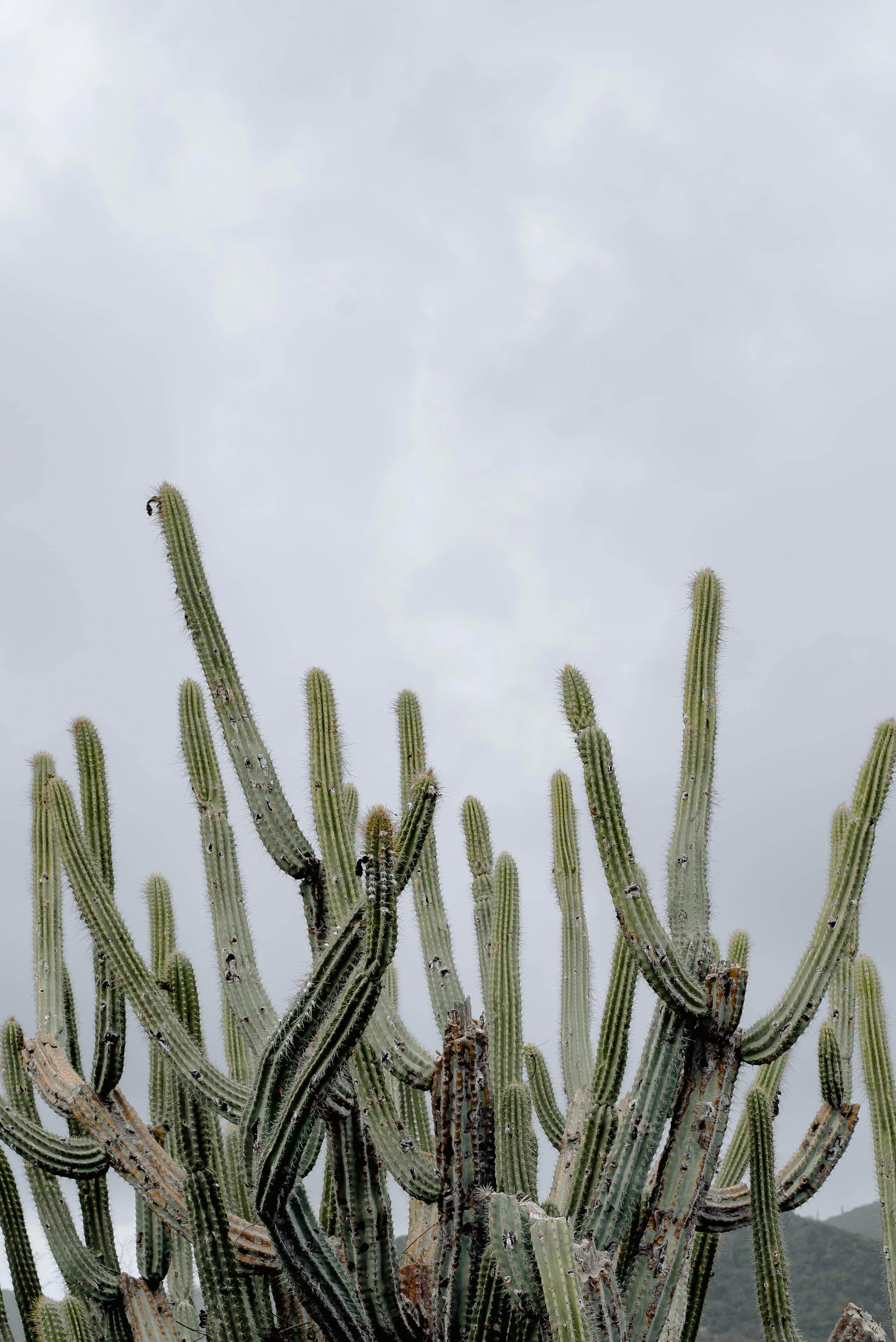 From below of tall green exotic cactuses with prickly thorns growing against overcast sky in nature in countryside during summer time