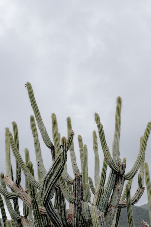 From below of tall green exotic cactuses with prickly thorns growing against overcast sky in nature in countryside during summer time