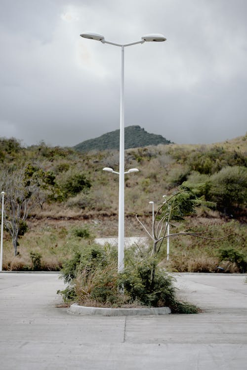 Street light pole with green shrub