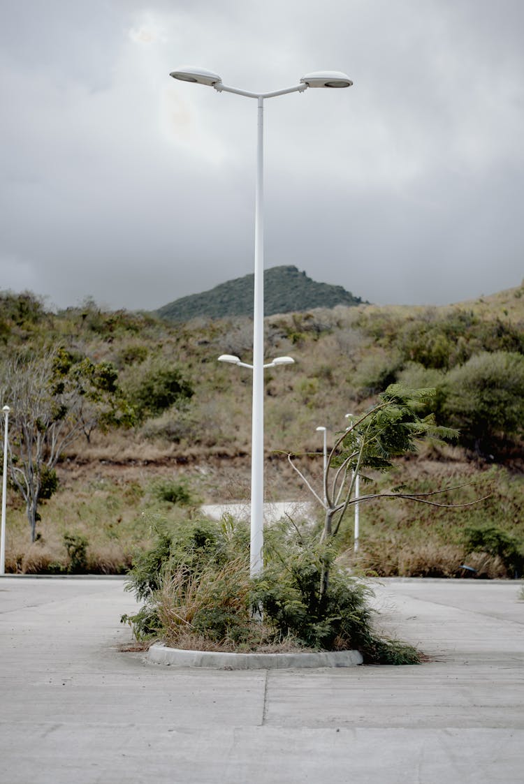 Street Light Pole With Green Shrub