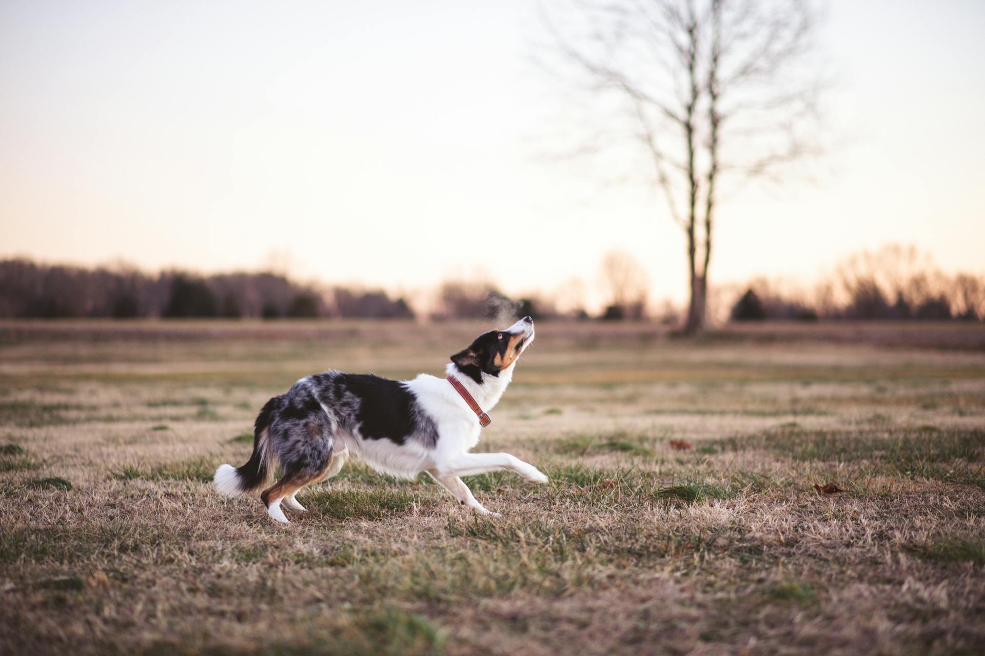 Black and White Blue Merle on the Grass Field