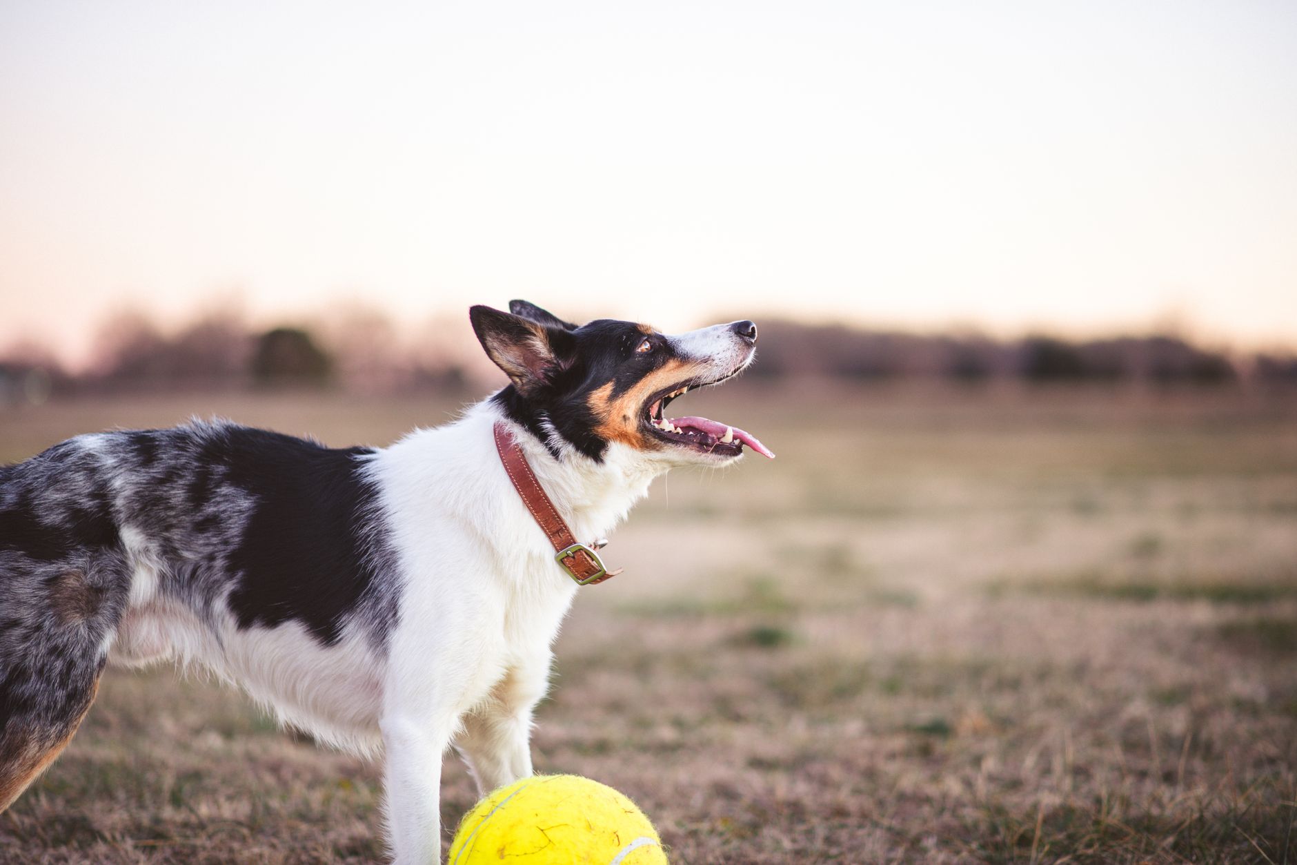 The Long Game: Managing Dog Allergies Beyond the Pill