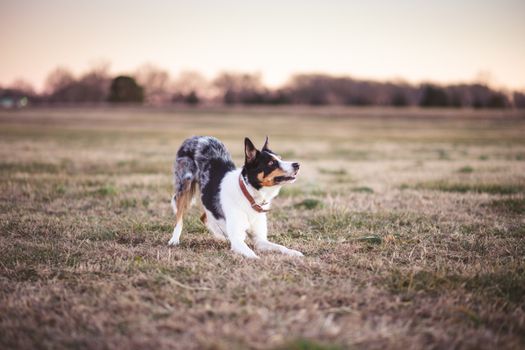animal chiropractor tulsa