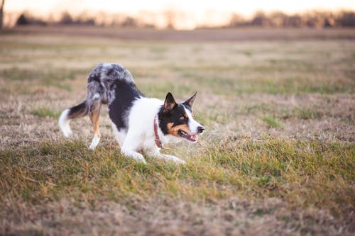 Weißer Und Schwarzer Kurzbeschichteter Hund Auf Grünem Grasfeld