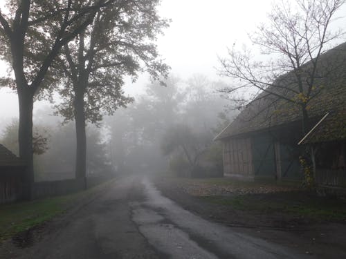 Imagine de stoc gratuită din arbori, cămin, ceață