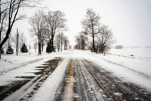 Leafless Tress on Snow Covered Ground