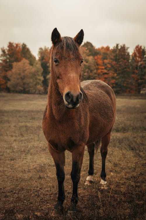 Free Brown Horse on the Grass Field Stock Photo