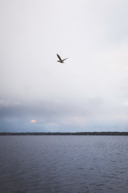 Free Bird Flying over the Lake Stock Photo