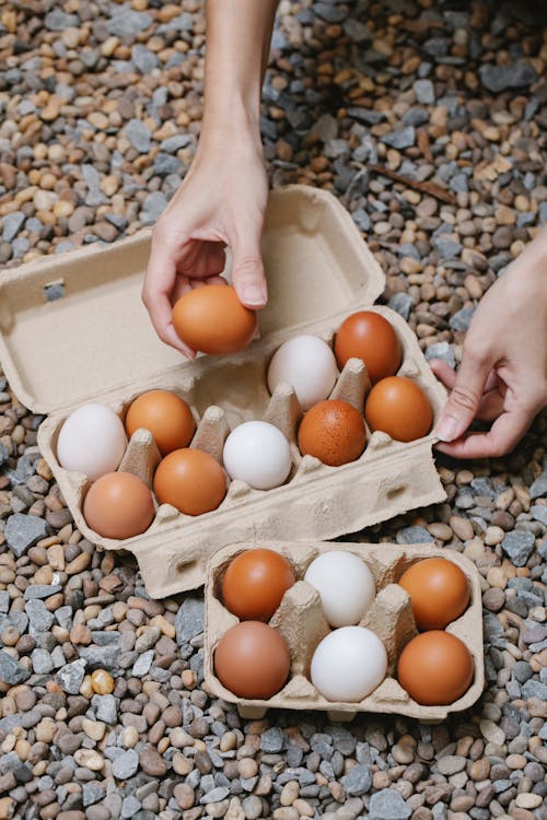 Personne Tenant Un Récipient En Plastique Blanc Avec Des œufs Bruns