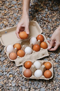 Hands placing fresh brown and white eggs in cartons on a rustic pebble surface, showcasing organic produce.