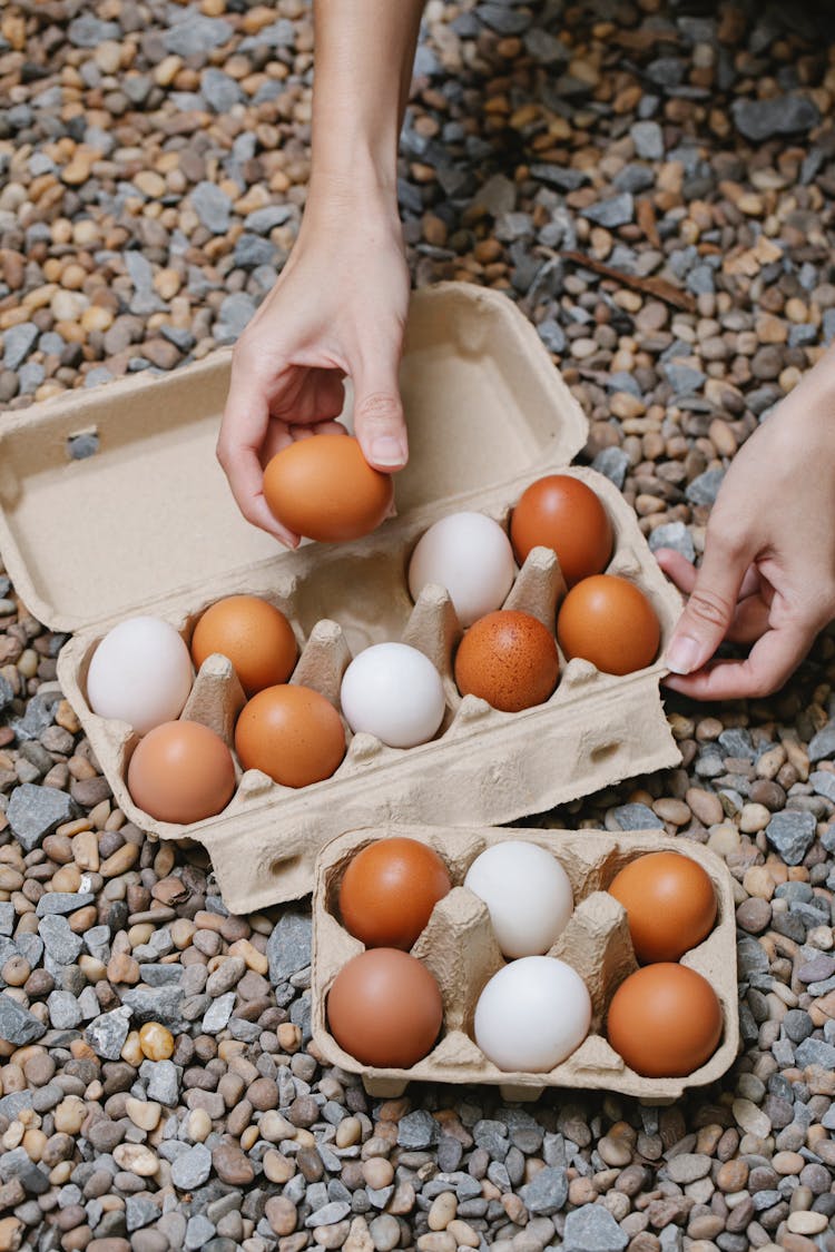 Woman Putting Chicken Eggs In Carton Containers