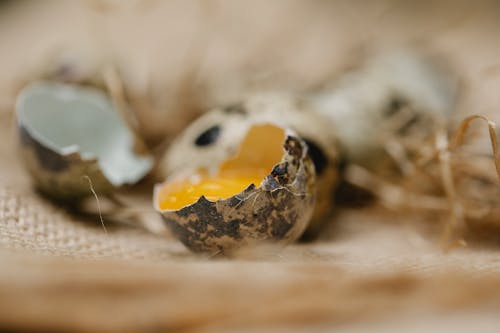 Cracked quail egg with brown spots and fresh bright yellow yolk on canvas fabric in soft focus