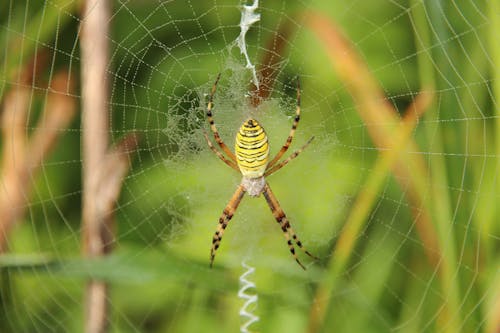 Close Up Shot of a Yellow Spider