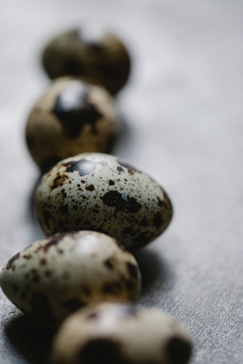 Free From above set of raw tasty quail eggs with spotted shells placed on table in kitchen Stock Photo