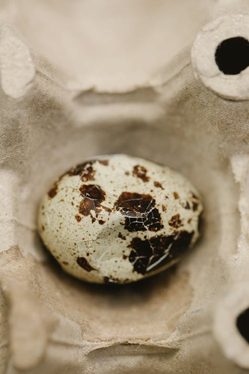 Cracked quail egg in carton