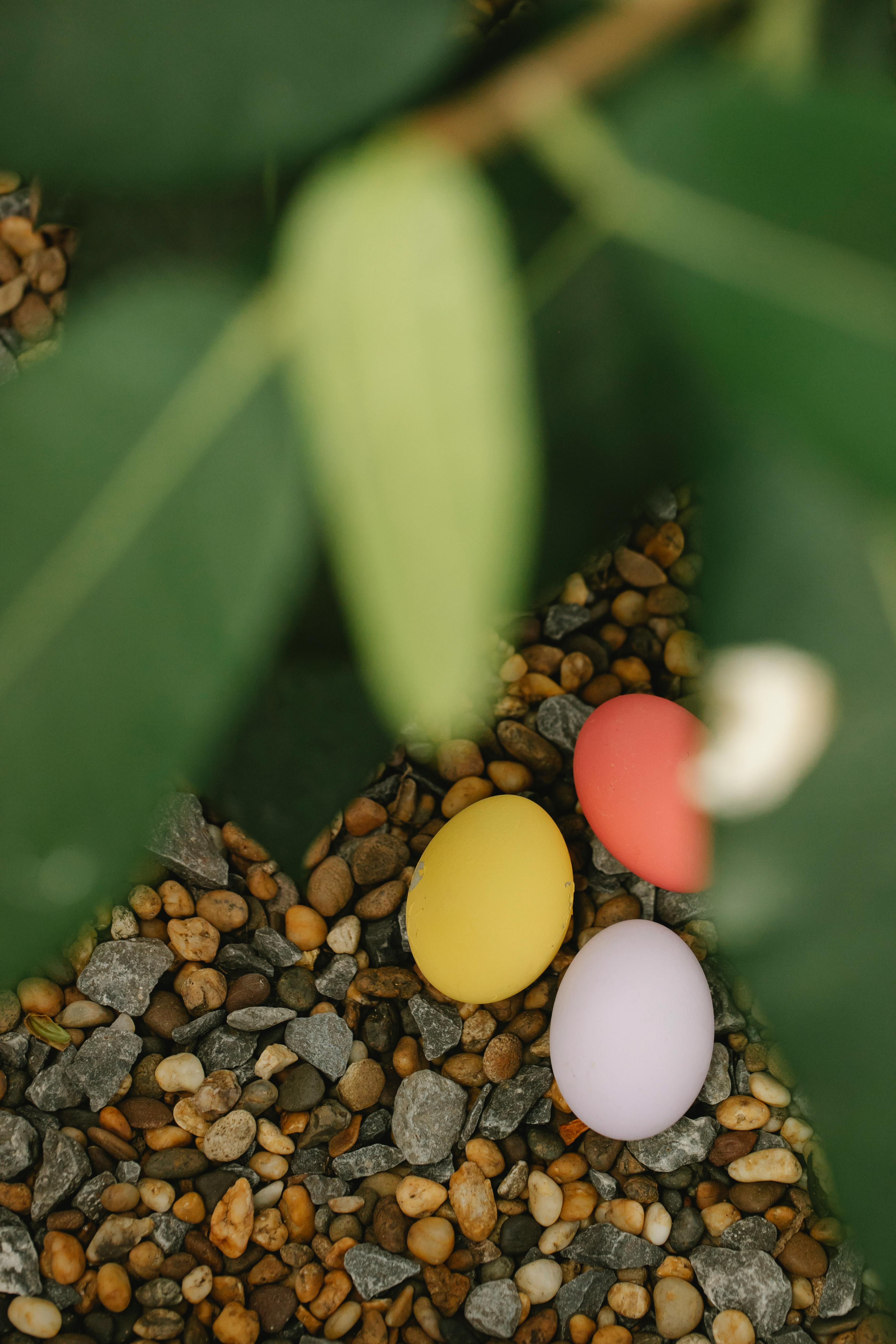 Colorful Easter eggs near green leaf · Free Stock Photo