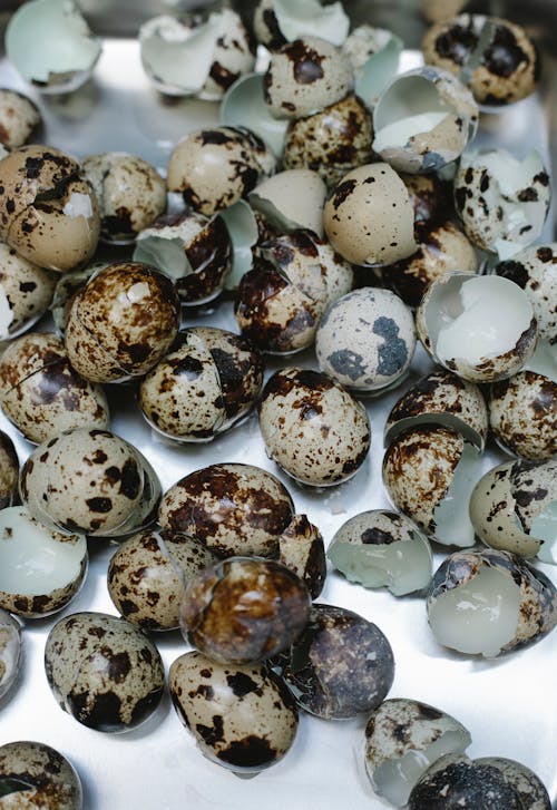 High angle of small quail eggs with brown spots on shell scattered on rough shiny surface