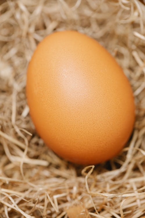 Egg in hay in nest in farm