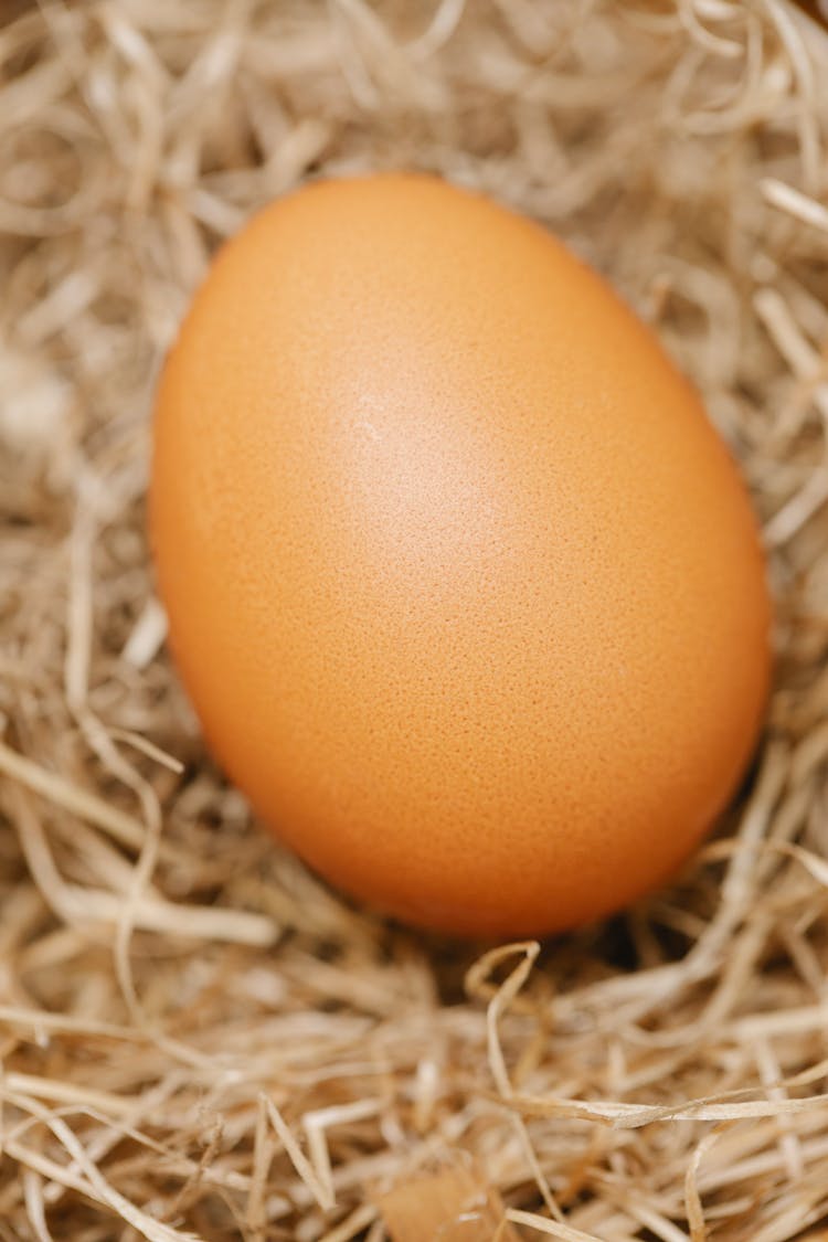 Egg In Hay In Nest In Farm