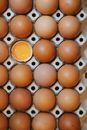 Raw eggs in carton box