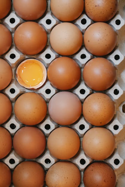 How to tell if your chicken egg is fertilized