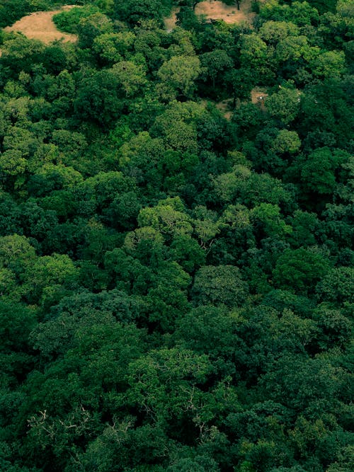 Foto d'estoc gratuïta de arbres verds, bosc, foto des d'un dron