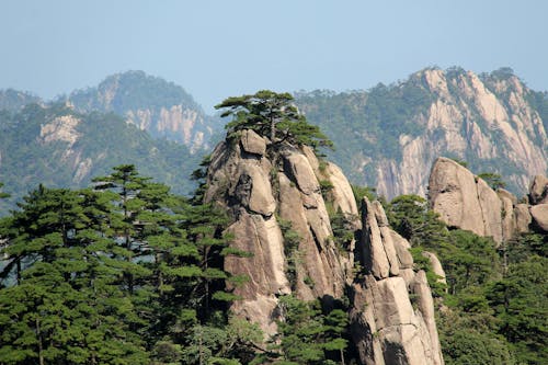 Green Trees on the Mountain