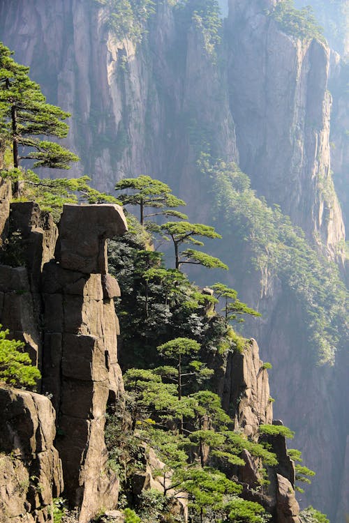 Arbres Verts Sur Rocky Mountain