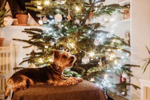 Kerst gevaren hond en kat: 20 risico's van kerstster tot gourmet