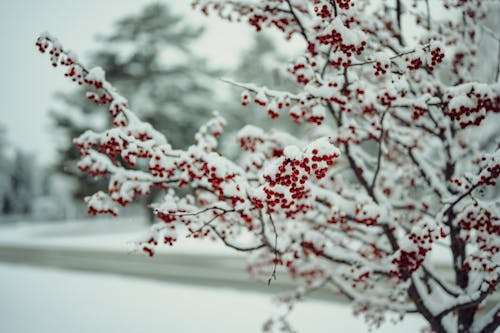 Kostenloses Stock Foto zu ast, baum, frucht