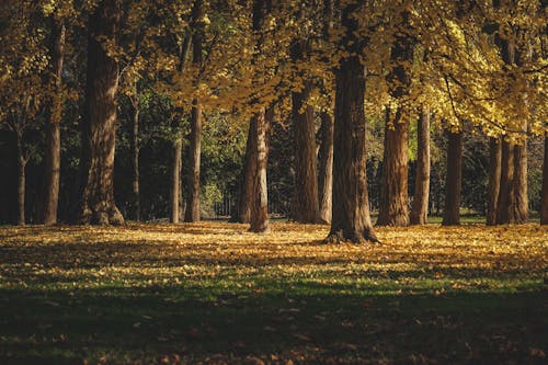 Trees with yellow leaves growing in autumn park