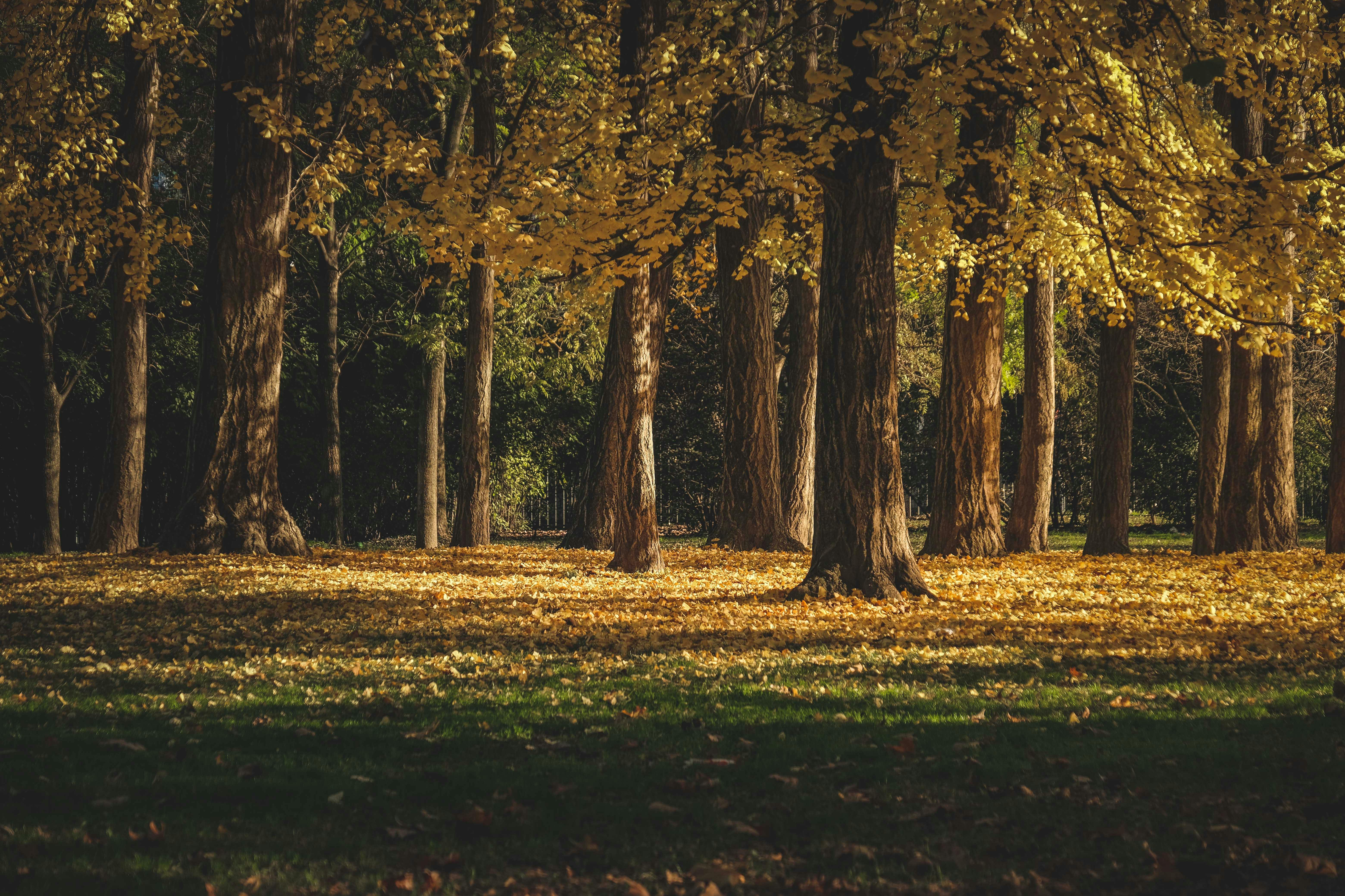 Photo of Path In-between Woods during Autumn · Free Stock Photo