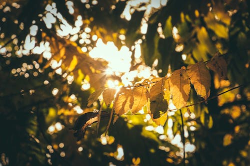 Immagine gratuita di albero, ambiente, angolo basso